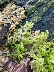 Ptilidium pulcherrimum