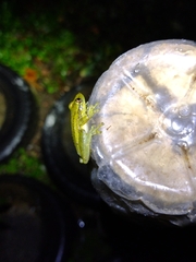 Scinax