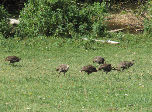 Wild Turkey photographed in Idaho