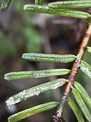 Fellhanera bouteillei