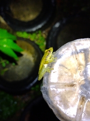 Scinax