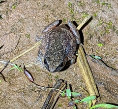 Arthroleptis xenodactyloides