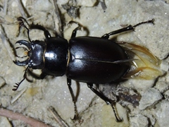 Lucanus placidus