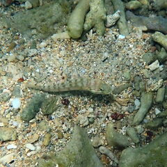 Valenciennea longipinnis