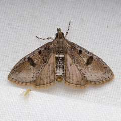 Palpita aenescentalis