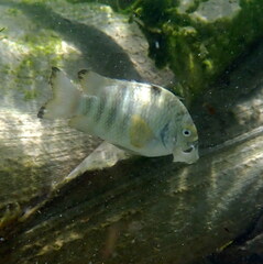 Abudefduf septemfasciatus