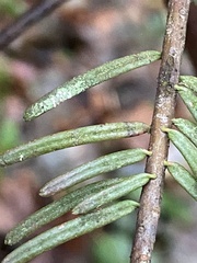 Fellhanera bouteillei