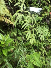 Gleichenella