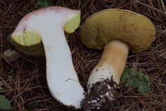 Boletus regineus
