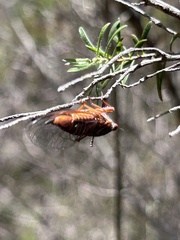 Palapsalta circumdata