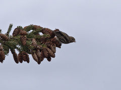 Spinus pinus image