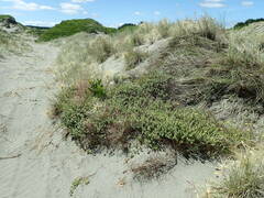 Pimelea villosa