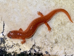 Pseudotriton montanus