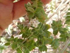 Pimelea villosa