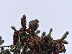 Spinus pinus image
