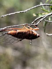 Palapsalta circumdata