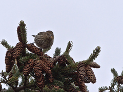 Spinus pinus image