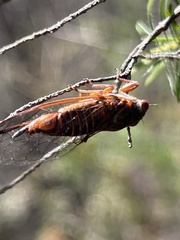 Palapsalta circumdata