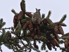 Spinus pinus image