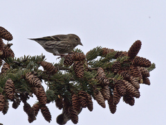 Spinus pinus image