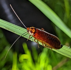 Pseudoderopeltis