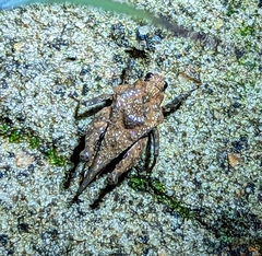 Dasyleurotettix infaustus