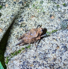 Dasyleurotettix infaustus