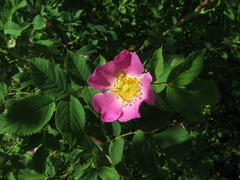 Rosa dumalis