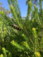 Cyrioides imperialis