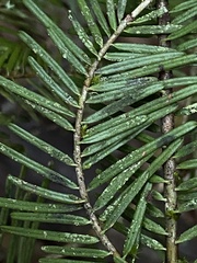 Fellhanera bouteillei