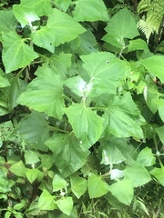 Munnozia