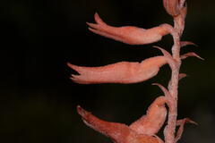 Sacoila lanceolata