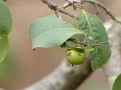 Diospyros montana