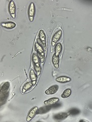 Apiospora