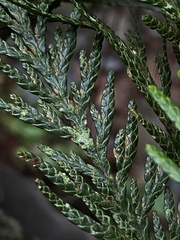 Fellhanera bouteillei