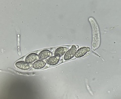 Apiospora