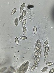 Apiospora