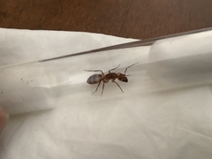 Camponotus variegatus