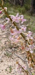 Dipodium pardalinum