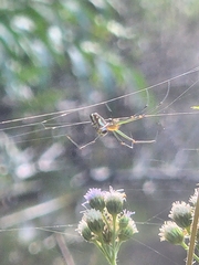 Leucauge granulata