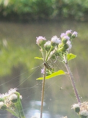 Leucauge granulata