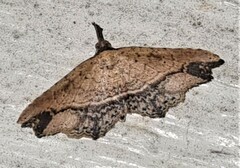 Philogethes metableta