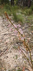 Dipodium pardalinum