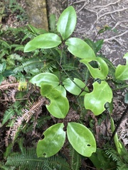 Clematis crassifolia