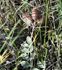 Astragalus missouriensis