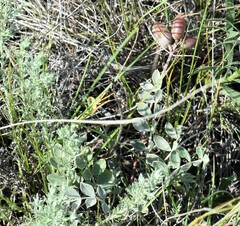 Astragalus missouriensis