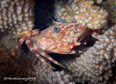 Goniosupradens hawaiensis