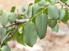 Diospyros montana