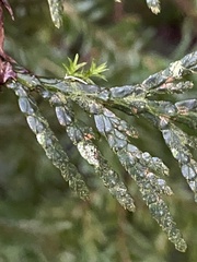 Fellhanera bouteillei