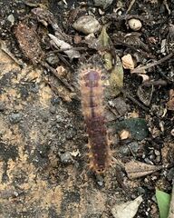 Barasa cymatistis